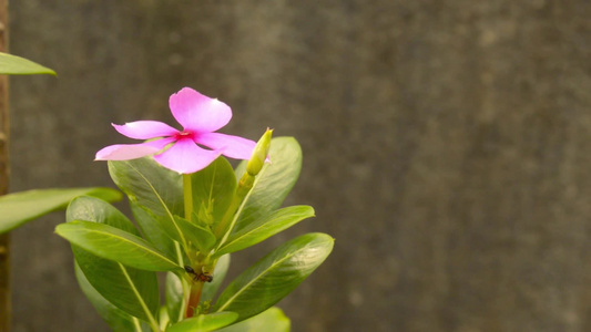 粉红双树花视频