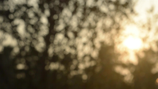 晨光透过树叶由背光明亮的阳光模糊前景轮廓中的森林灌木林视频