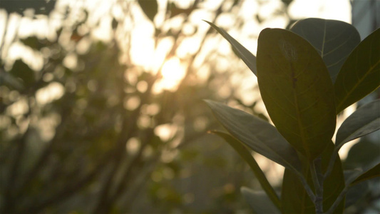 晨光透过树叶由背光明亮的阳光模糊前景轮廓中的森林灌木视频
