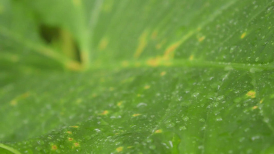 雨落在绿色植物叶子上Kachupata或猛犸象耳球视频