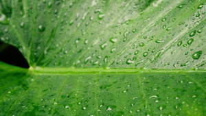 雨落在绿色植物叶子上22秒视频