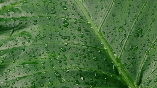 雨落在绿色植物叶子上视频
