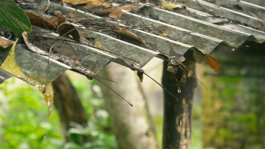 雨从屋顶落下热带夏季季风雨滴从花园中小溪流中的铁皮视频