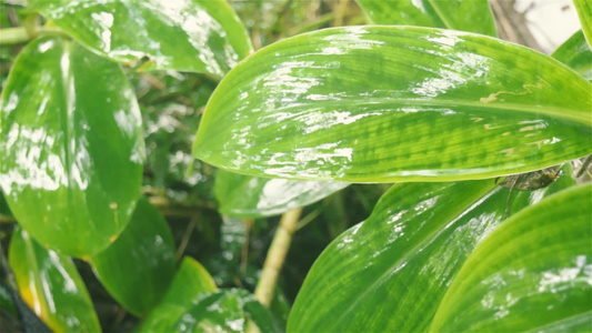 在绿色植物叶子的下降的季风雨树叶上的雨滴在水中弄湿视频
