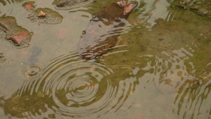 落雨滴在水面上雨季时雨落在地上雨滴在水坑里荡漾明亮29秒视频