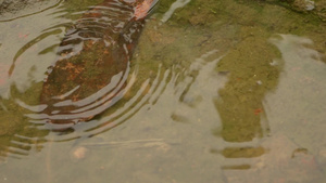 落雨滴在水面上雨季时雨落在地上雨滴在水坑里荡漾明亮37秒视频