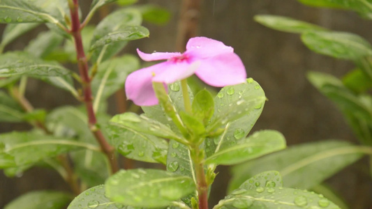 落雨滴落在小长春花植物上雨滴在树叶上带有雨声的视频视频