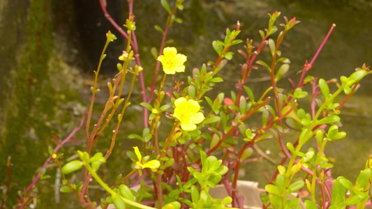 在阳光明媚的日子里在屋顶花园的屋顶花园里在柔和的阳光视频