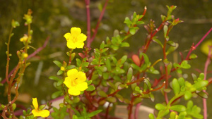 在阳光明媚的日子里在屋顶花园的屋顶花园里在柔和的阳光24秒视频