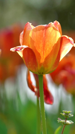 春天里的郁金香花10秒视频