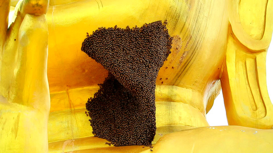 蜜蜂栖息在金芽的头上和脖子下动物结构惊人视频