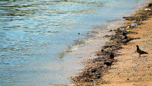 鸽子们正在寻找海滩上垃圾中的食物116秒视频