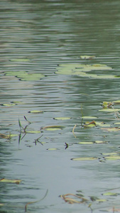 湖水中的野鸭慢动作野生动物视频