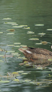 湖水中的野鸭慢动作湖水野鸭视频