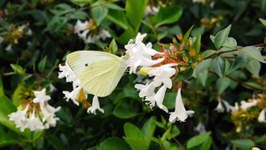 白蝴蝶在扇贝花朵上11秒视频