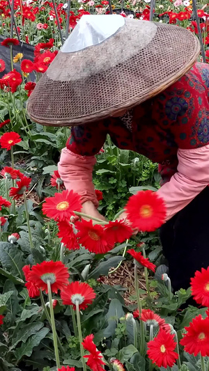 实拍花农采摘鲜花32秒视频