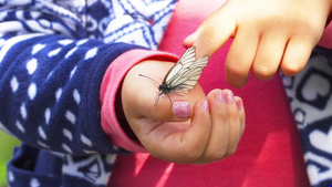蝴蝶坐在孩子的手掌上30秒视频