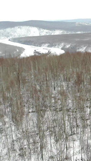 航拍大兴安岭的白桦林17秒视频