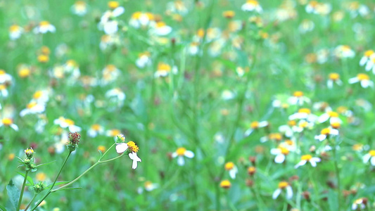 绿色田野白花背景的皮洛莎Pilosa视频