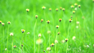 夏季风和绿叶的花朵摇摆背景情况16秒视频