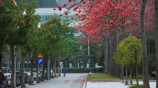 深圳城市街道木棉花自然风光视频