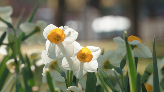 春天盛开的水仙花公园里的花实拍视频