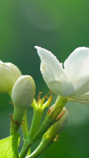 清新绿色水散茉莉花7秒视频