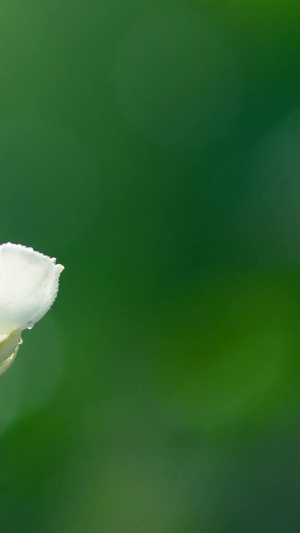 清新绿色水散茉莉花7秒视频