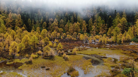 秋天金黄色的松树林航拍视频视频
