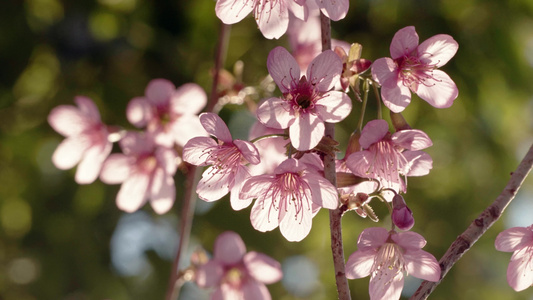 逆光实拍春天阳光下盛开的美丽的粉红樱花视频