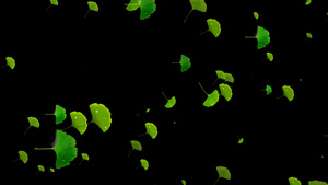 绿色银杏叶飘落元素带透明通道30秒视频