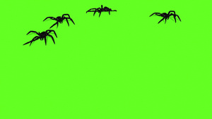 绿色屏幕上的蜘蛛动画令人毛骨悚然的爬行18秒视频