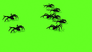 绿色屏幕上的蜘蛛动画令人毛骨悚然的爬行17秒视频