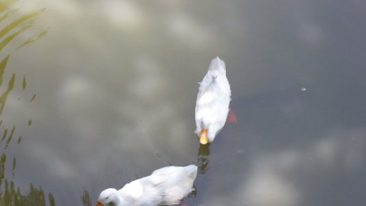 双鹅和鱼在池塘里视频