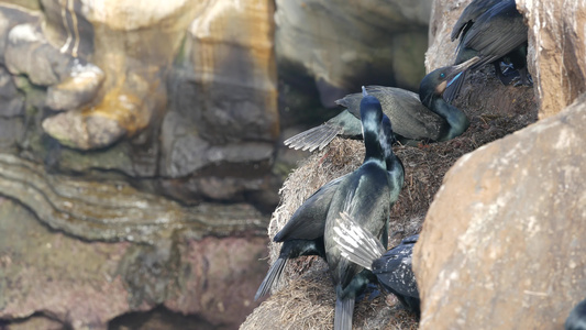 在岩石上钓鱼后的双冠鸬鹚有钩嘴和蓝眼睛的海鸟在太平洋视频