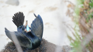 双冠鸬鹚在岩石上展示羽毛海鸟在太平洋附近悬崖上的繁殖行为21秒视频