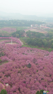 湖南省常宁市百万樱花园1080竖版航拍风光视频