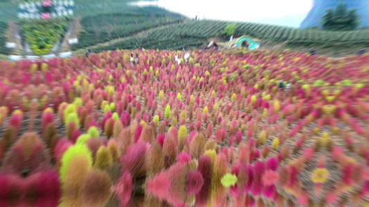 浪漫的乡村振兴植物植被地肤草4k实拍视频