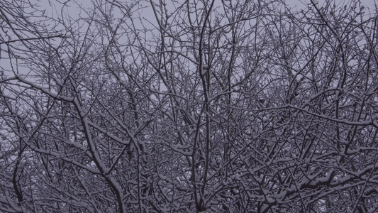 山雪落在一棵树上有只小鸡飞走视频