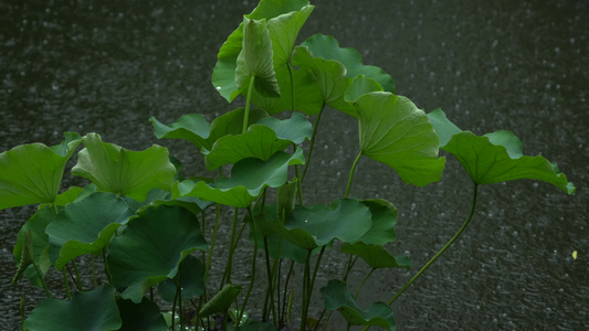 雨中的荷叶实拍视频