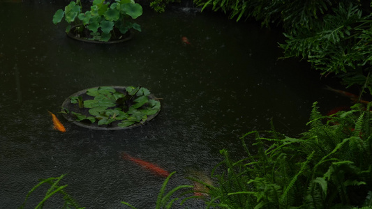 雨中畅游的锦鲤视频