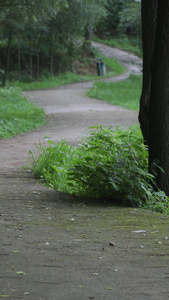 湖边林间晨跑森林步道视频