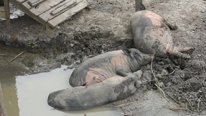 一只棕色黑猪睡在泥土16秒视频