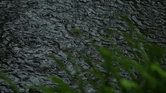 下雨的水面实拍 视频