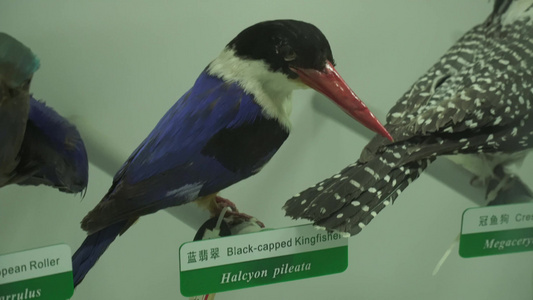 各种鸟类标本模型 视频