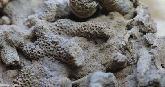 一百万年前的化石珊瑚视频