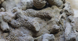 一百万年前的化石珊瑚36秒视频