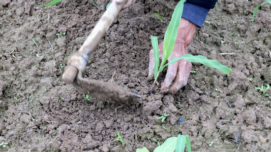 田地里农民种植玉米视频