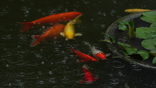 雨中莲花旁畅游的锦鲤视频