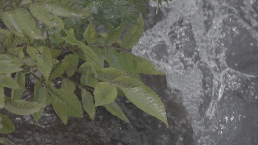 山间瀑布水流植物慢动作视频